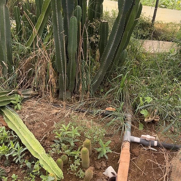 花***痴是女毛花柱30的毛花柱