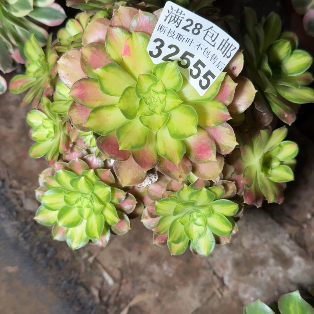 32555韶华多肉植物
