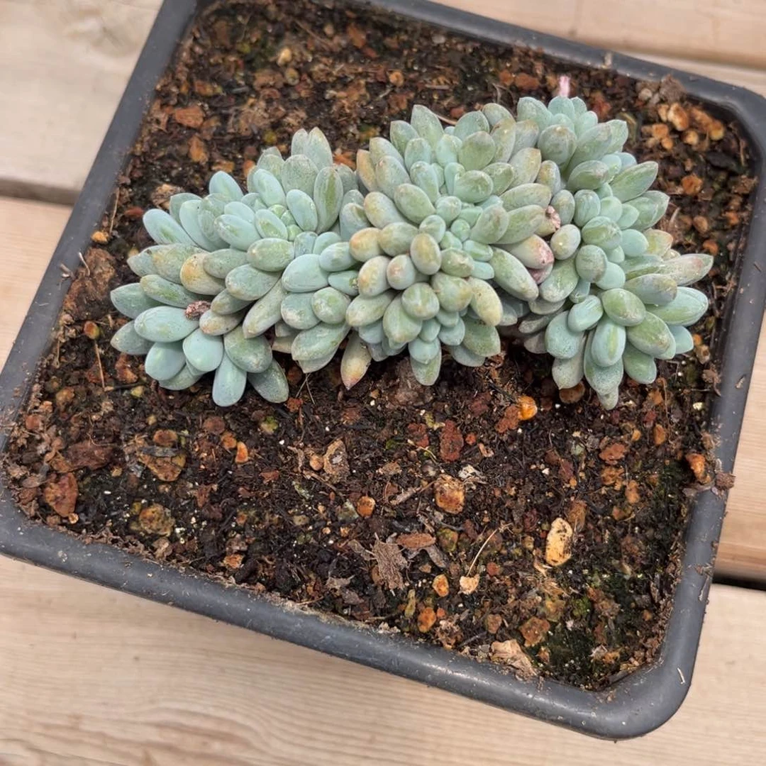 多肉植物灯美人缀