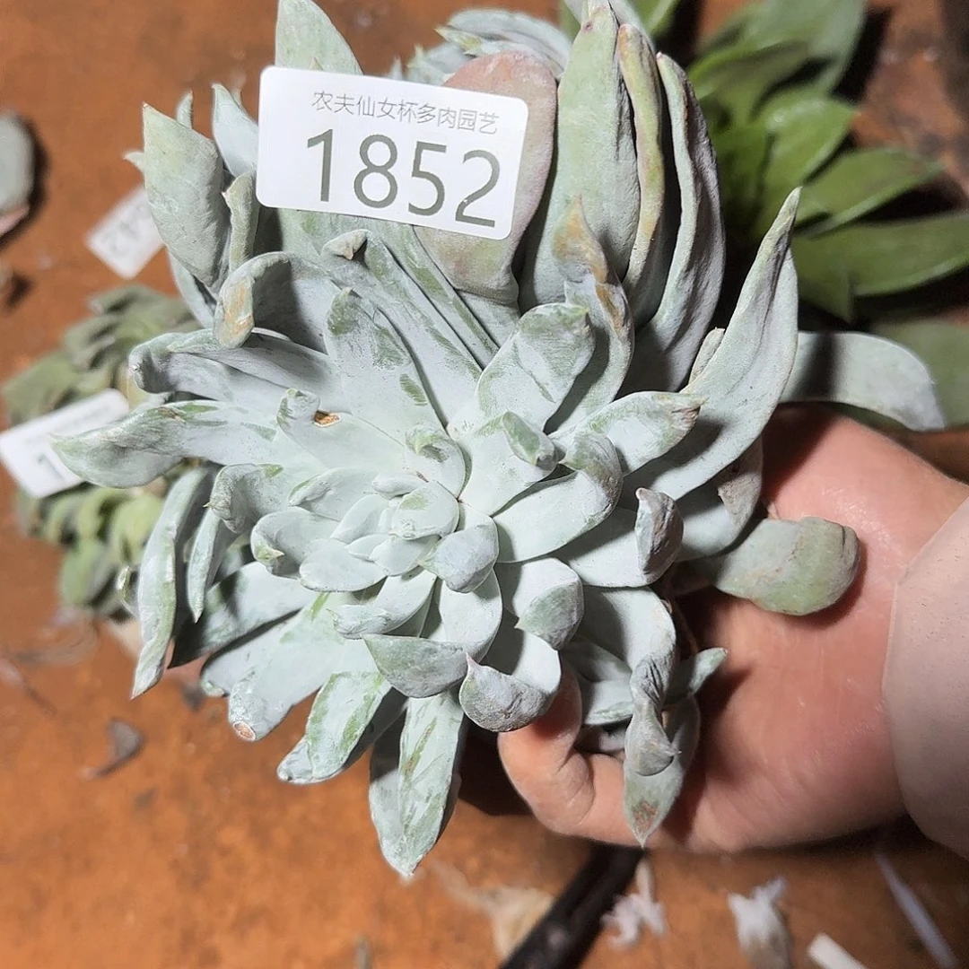 3代杂交仙女杯多肉福利瑕疵处理