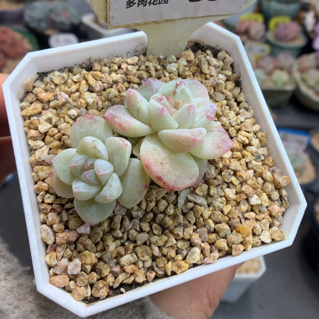 335双头冰玉石化多肉植物