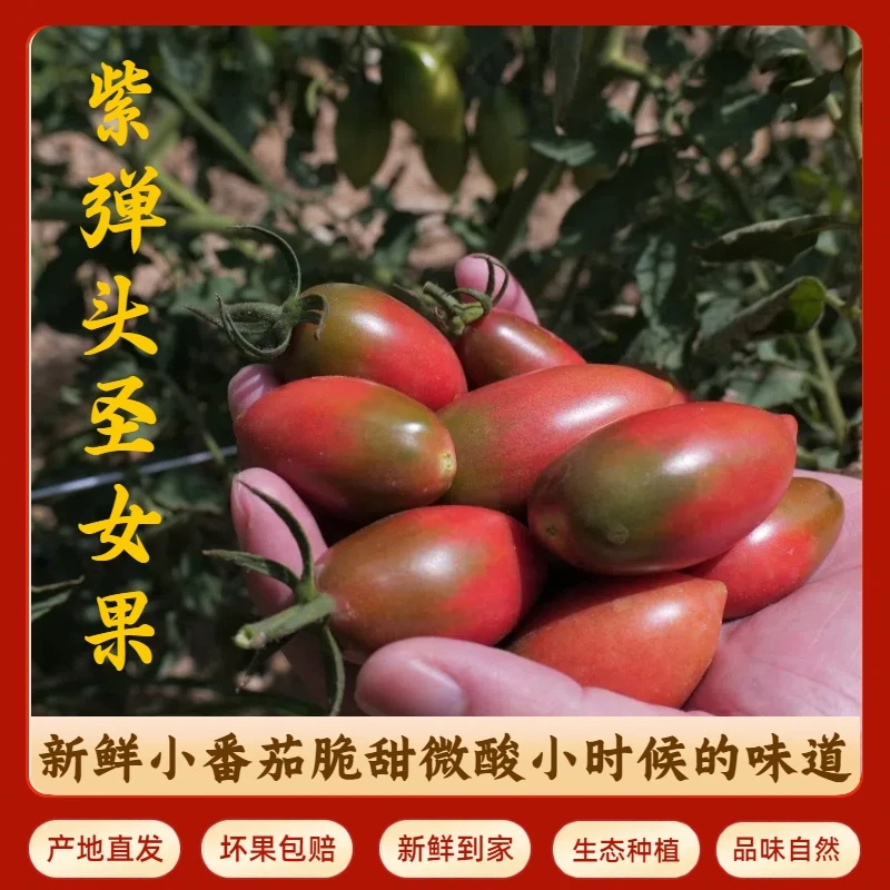 紫弹头小番茄圣女果新鲜采摘露天种植酸甜多汁水果黄樱桃圣女果