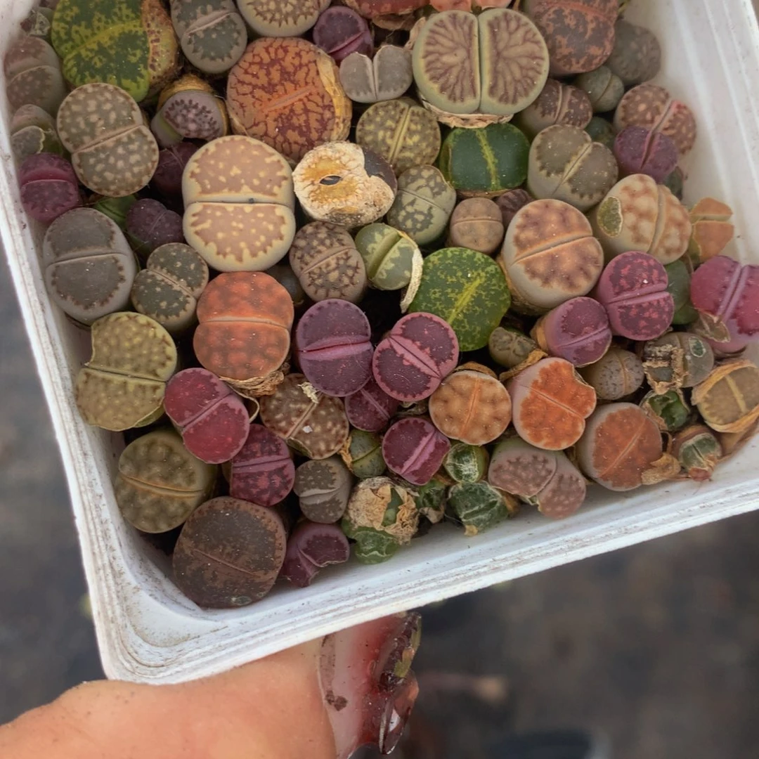 pp。大盆。包邮。80颗以上