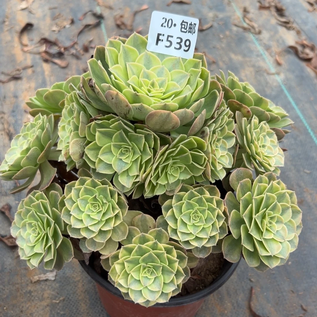 539雨荷，多肉法师