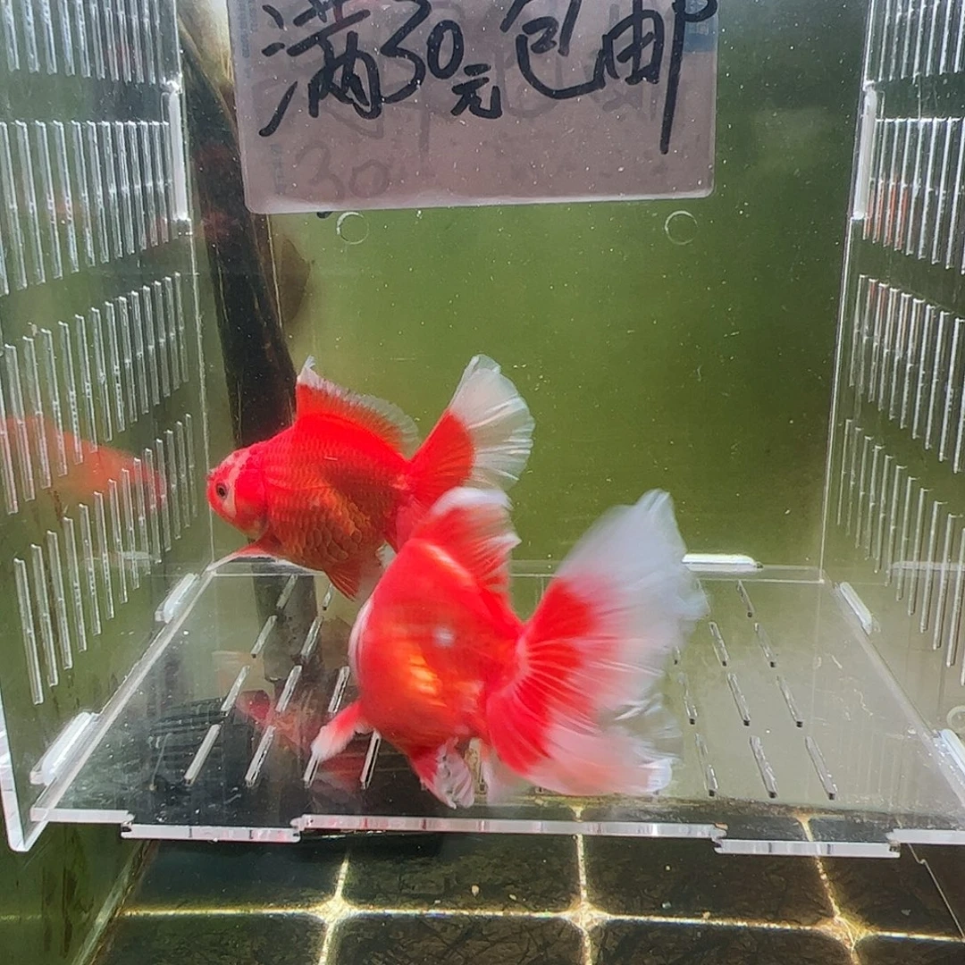 金鱼百褶泰狮压成44