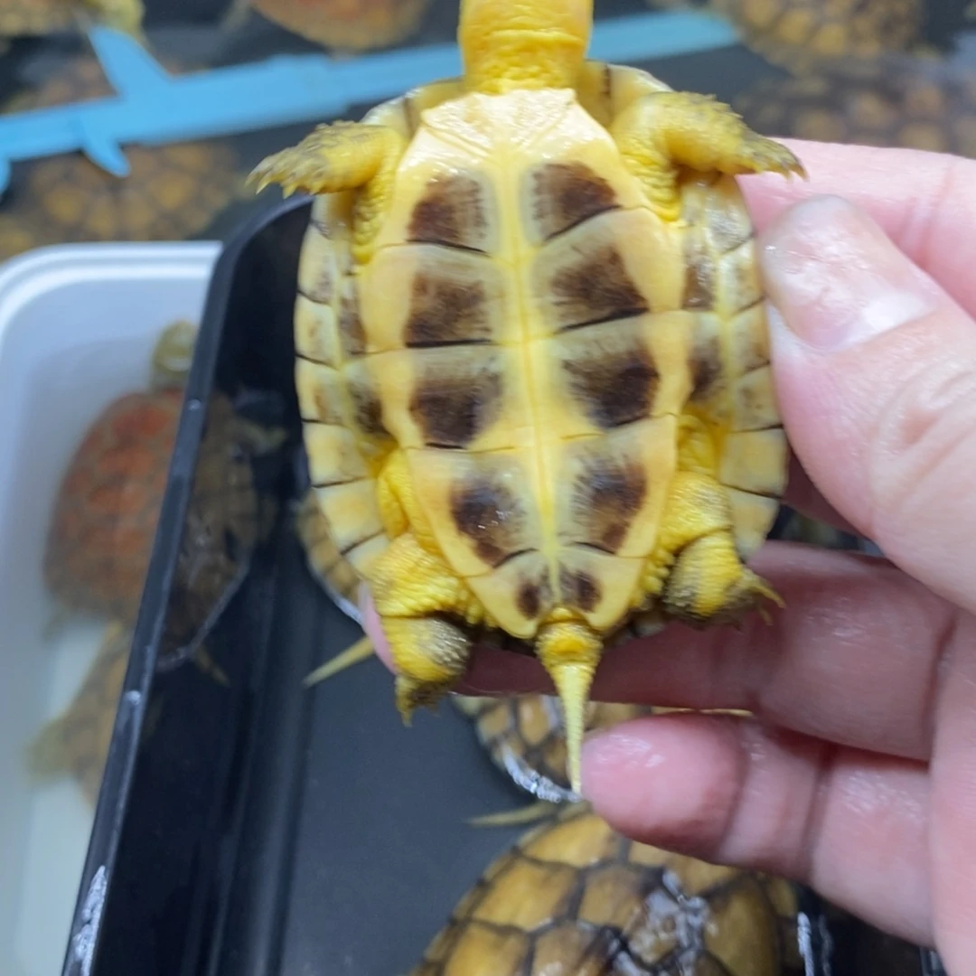 你***-不分公母绿毛龟小青龟。。。。。