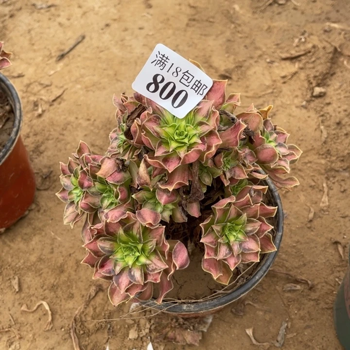 800韶华小手捧2号棚