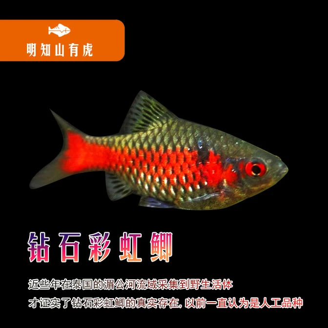 钻石彩虹鲫明知山有虎观赏鱼