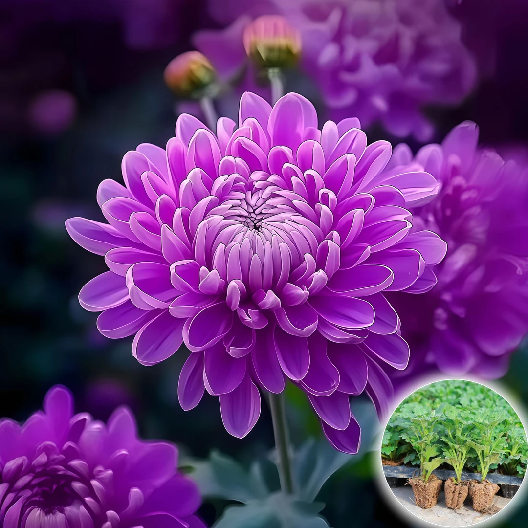 大菊花苗基地直发耐寒耐热地栽庭院优质菊花苗多年生盆栽四季开花