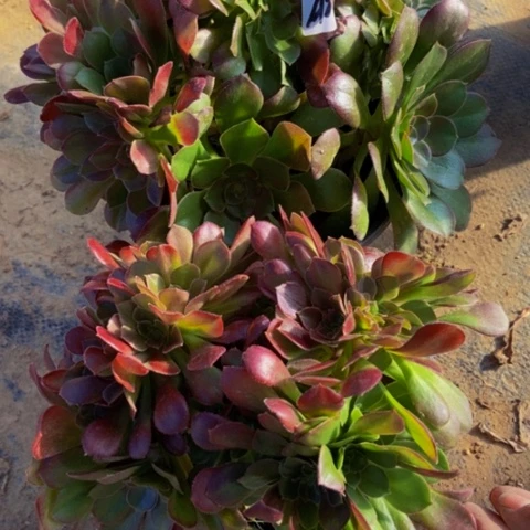 两个缀多肉22多肉