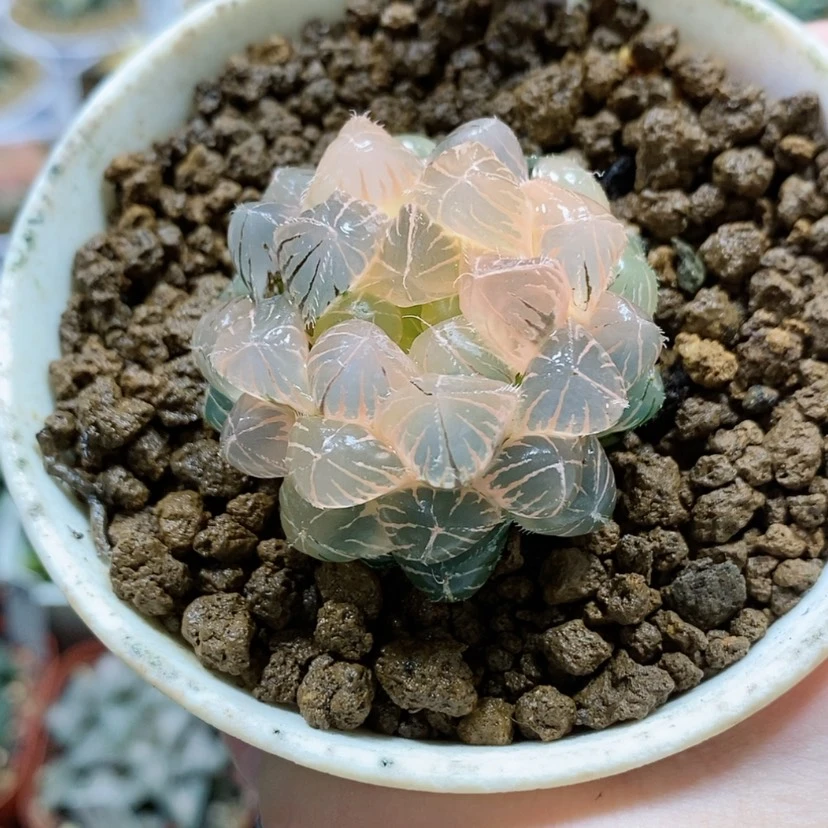 【闪购商品】49糊斑蓝镜玉露锦