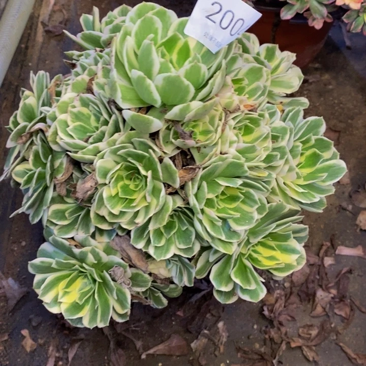 迈巴赫多肉断头不包2004