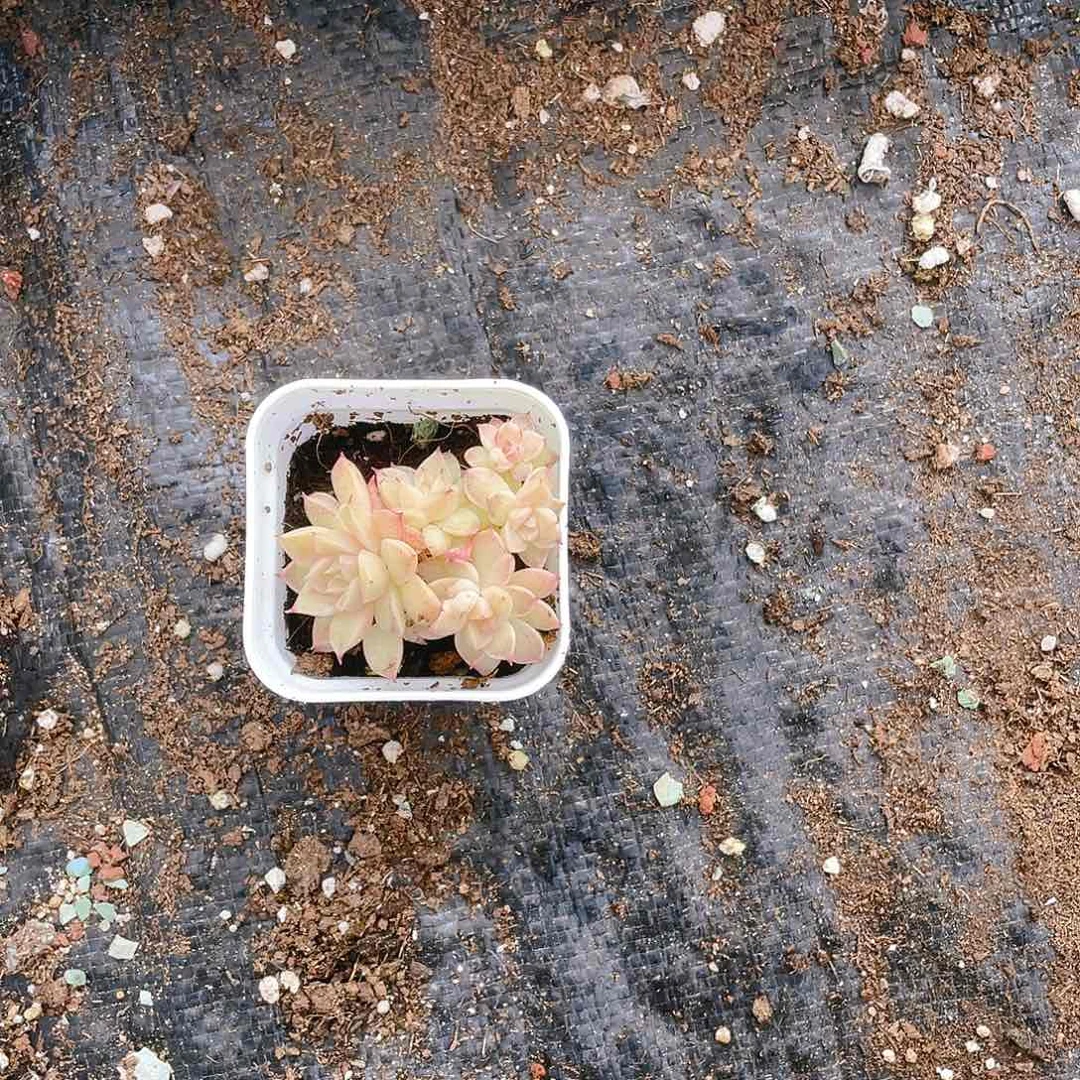 梨*麦杆群盆不包整一个满25包邮