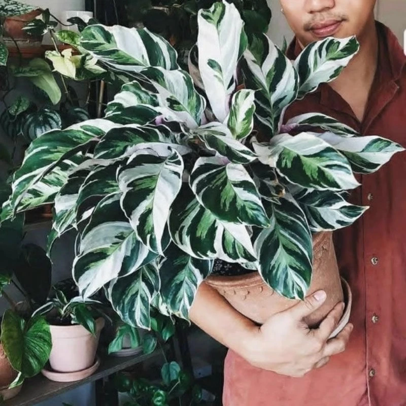 荷兰进口白油画竹芋北欧风网红观叶植物室内客厅阳台耐阴好养盆栽