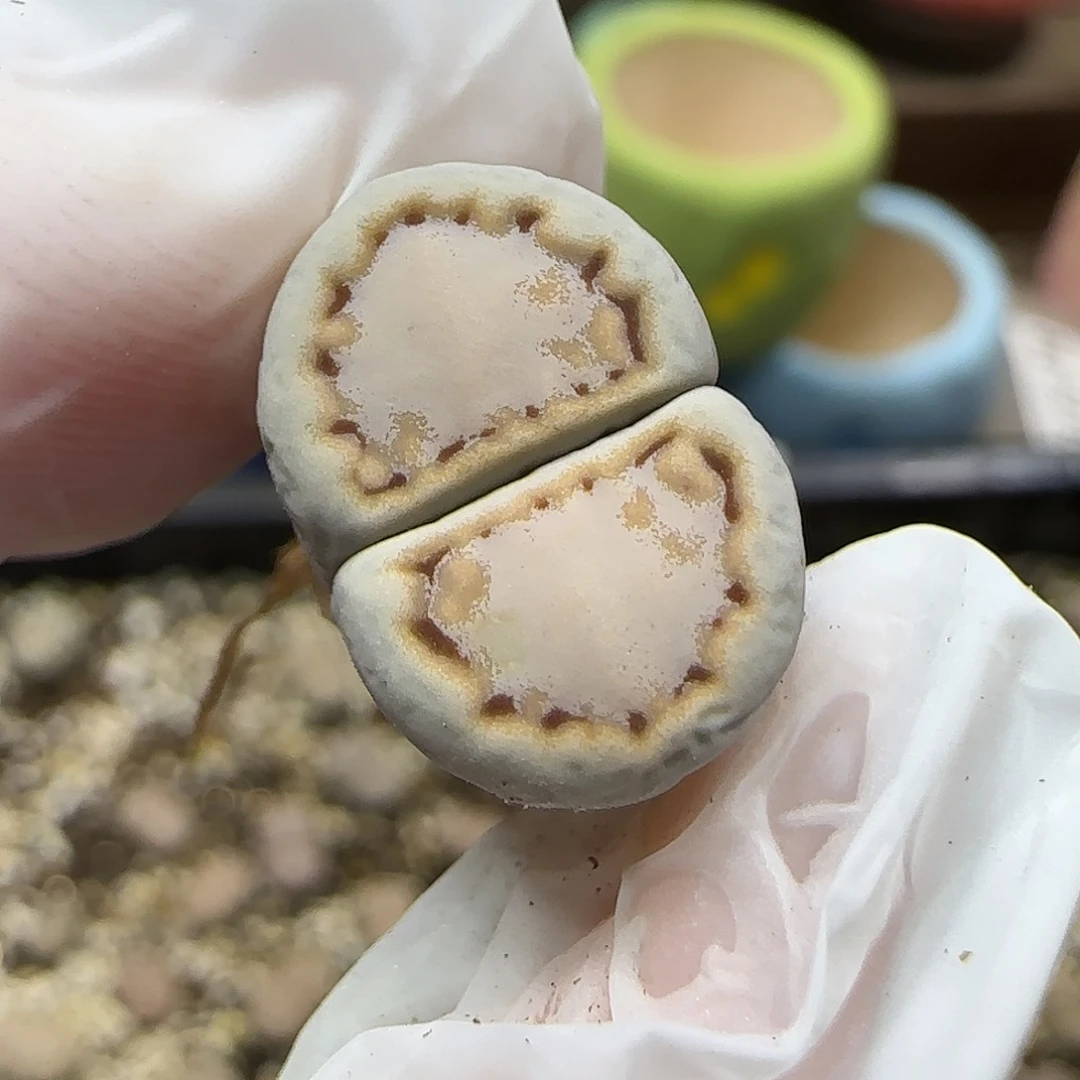 11.22.c216饼干.9040尺寸1.6cm