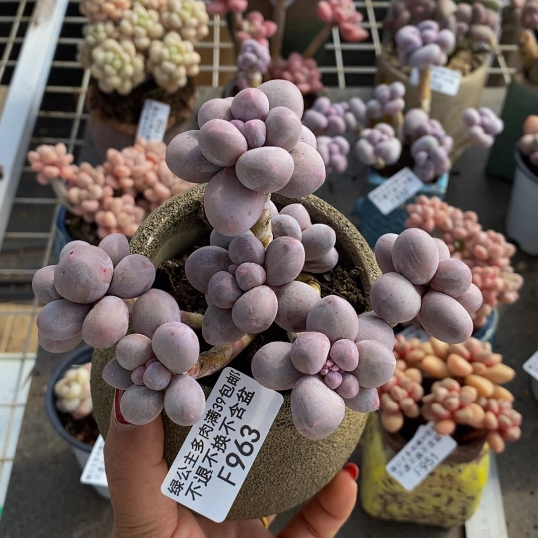 花**朵香水手指963/10c m