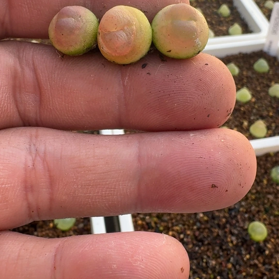 002拉登2606特价一