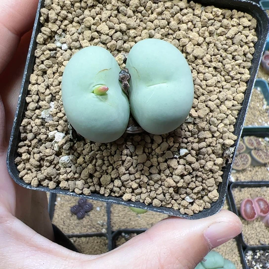 【闪购商品】68 鸽子蛋双头