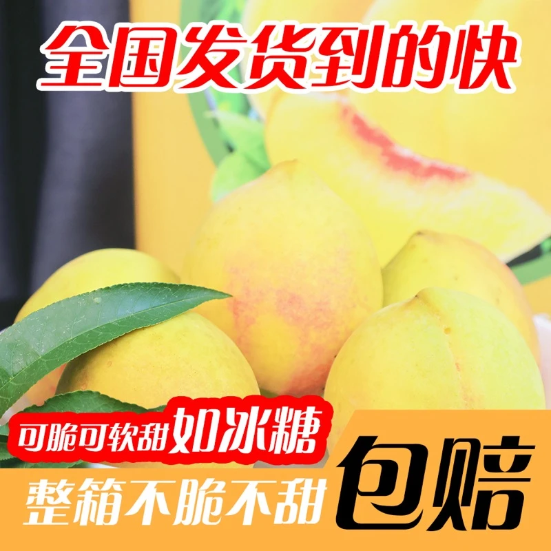 湖南常德新鲜现摘锦绣黄桃当季水果脆甜多汁红心包邮