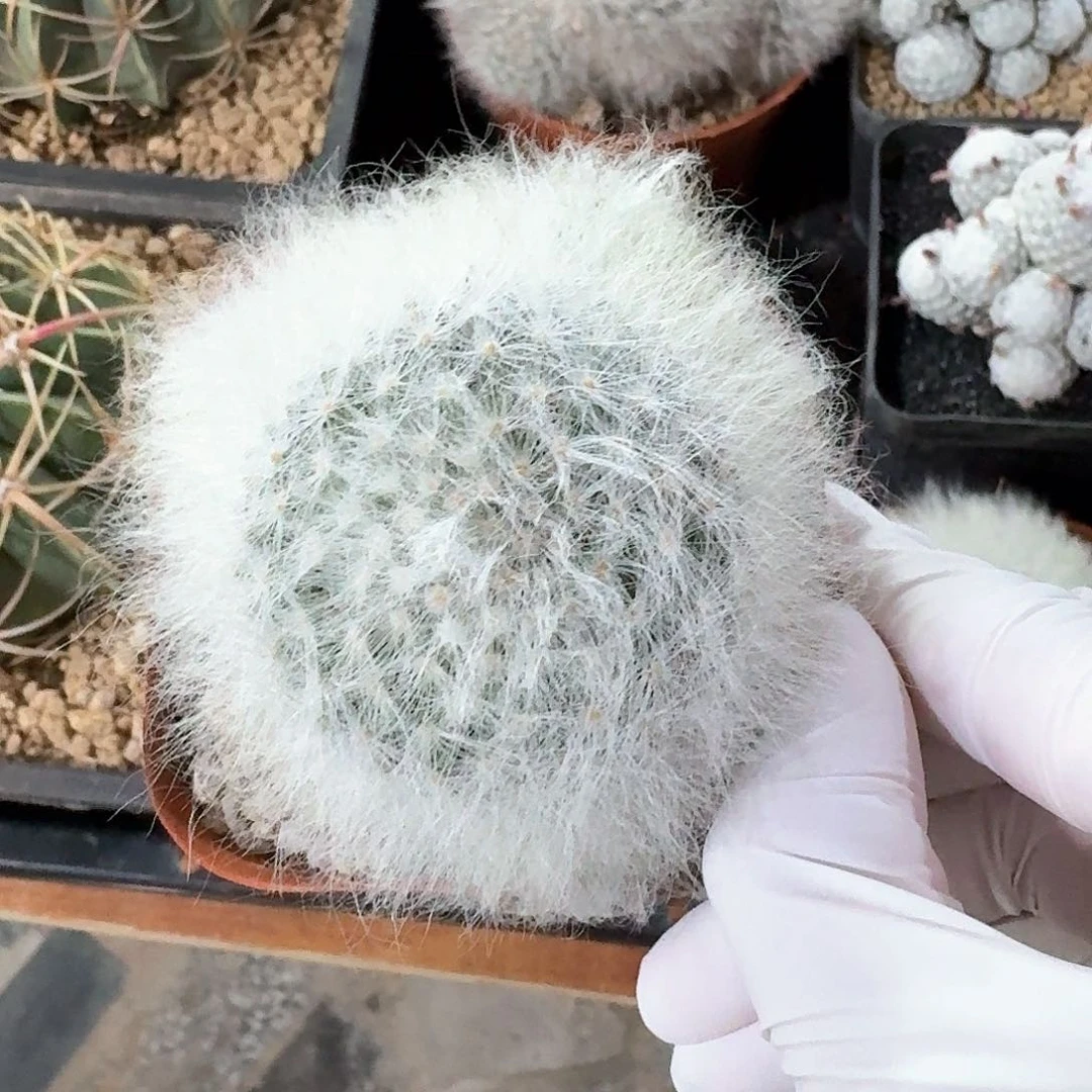 无刺丽光殿仙人球123