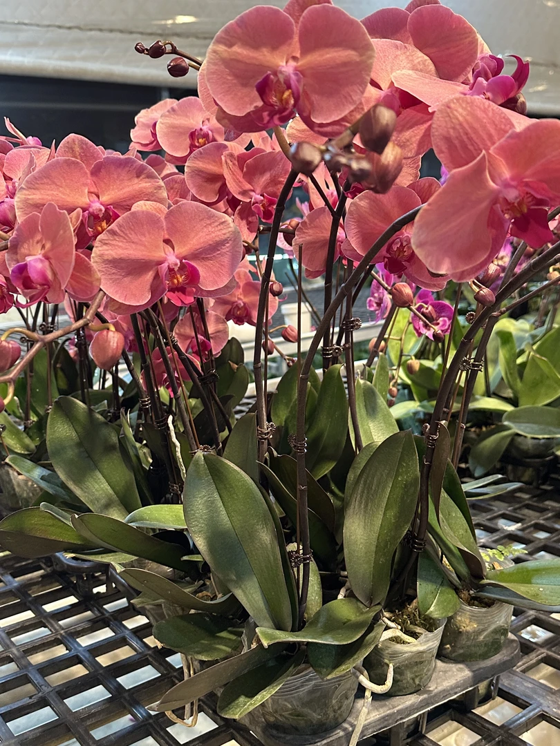 【芳美橘子】蝴蝶兰 好养耐养花期长 苗情优质 基地直发