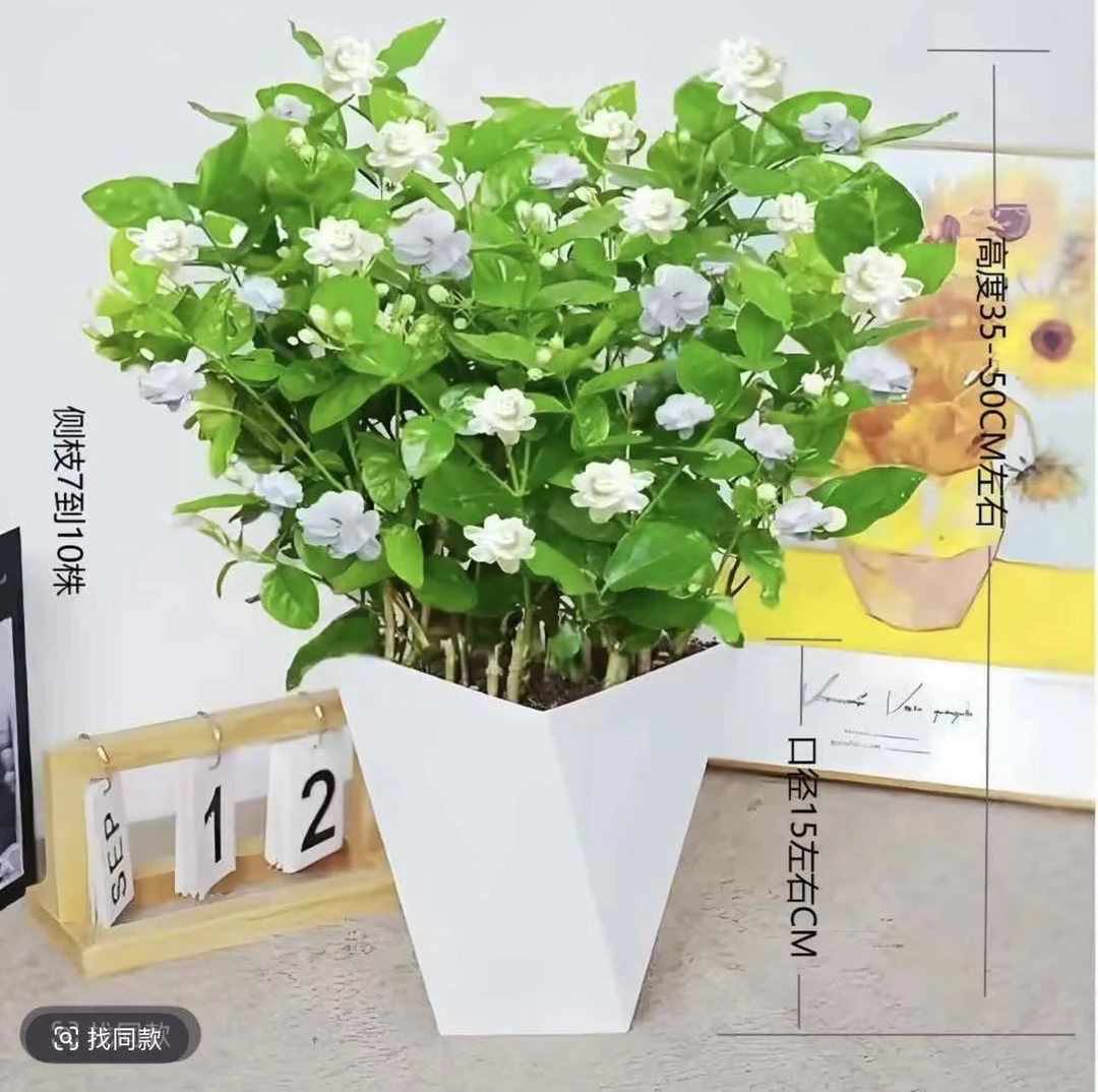 带花苞重瓣浓香茉莉花盆栽可室内外种植四季开花好养活