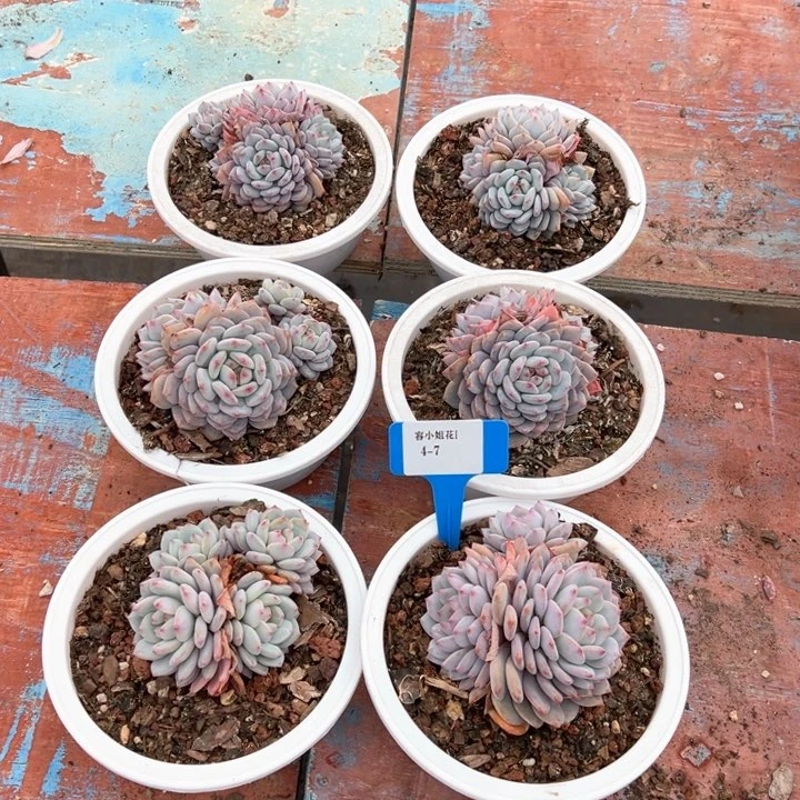 4.7星星晨一个脱土