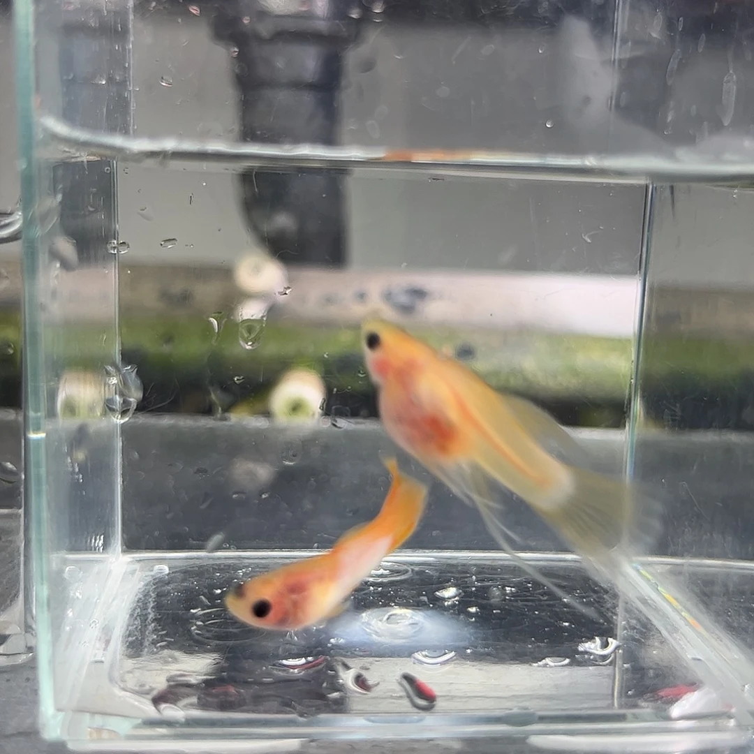 孔雀鱼幻彩短球c带胎1对