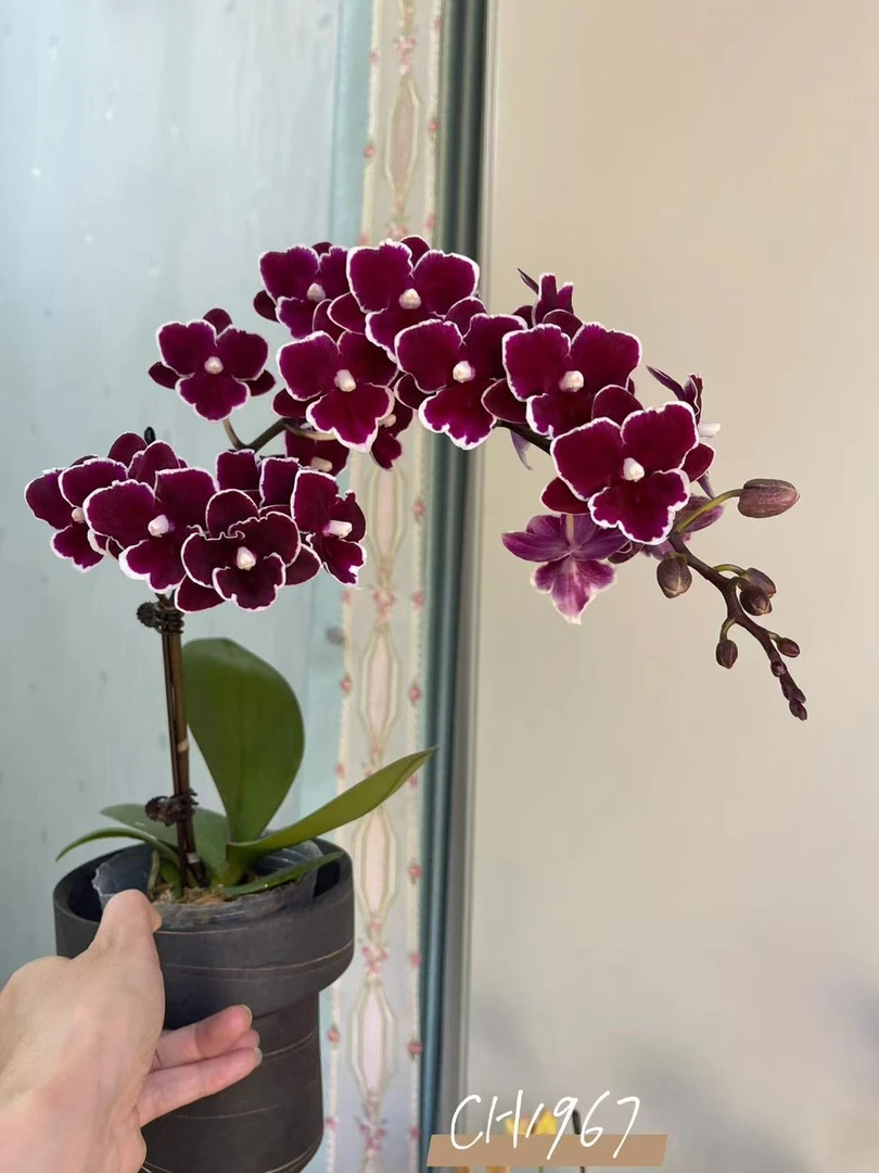 【2个花剑黑牡丹蝴蝶兰】稀有花色变异款中大花