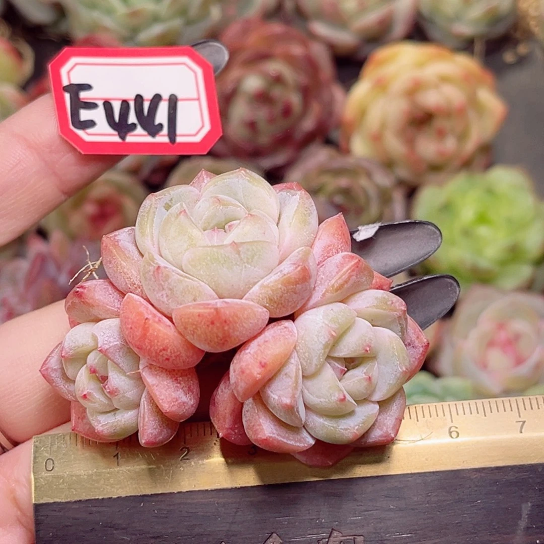 E441一物一拍 梦玉