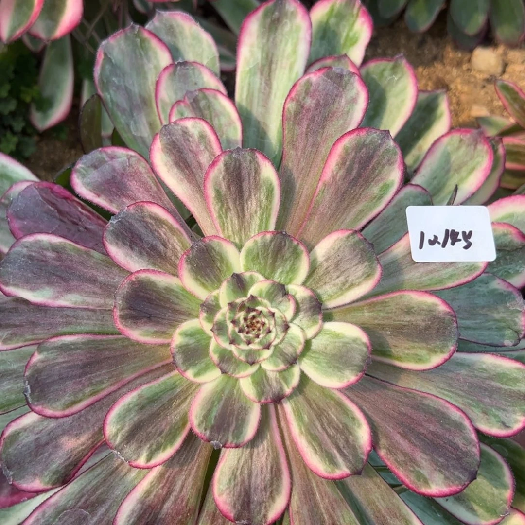 145云彩多肉植物