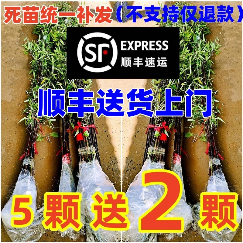 【福利新号专享】【买10棵送5棵】正宗紫竹苗庭院竹苗盆栽100送80颗