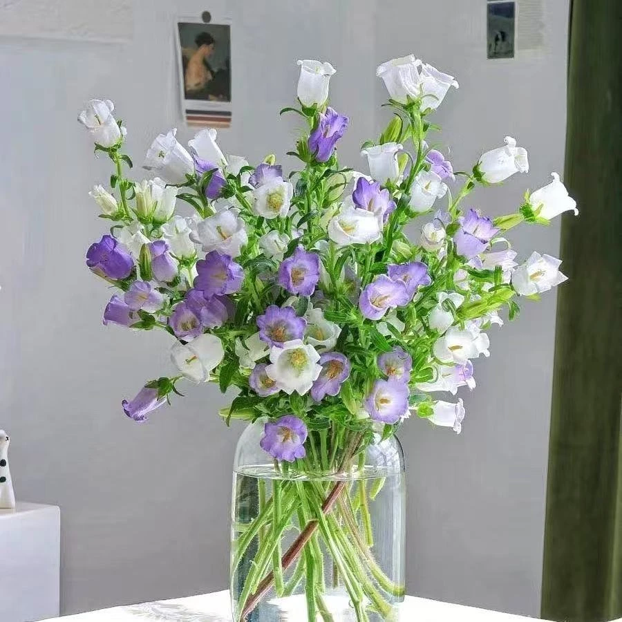 风铃花鲜花云南昆明斗南基地直发小清新紫色风铃花白色粉色网红花