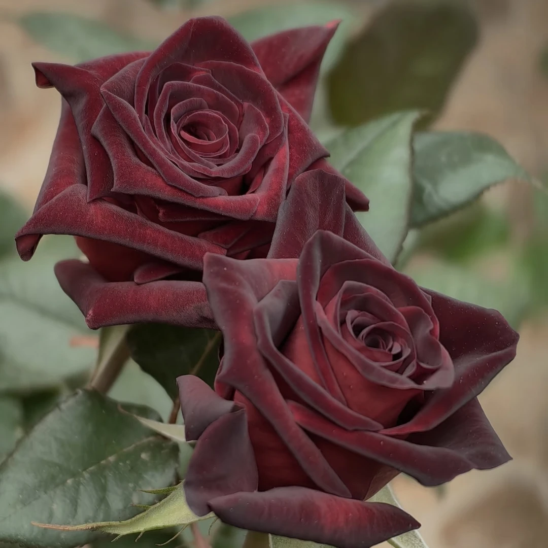 【黑巴克】 切花月季 高级丝绒深红色盆栽地栽庭院