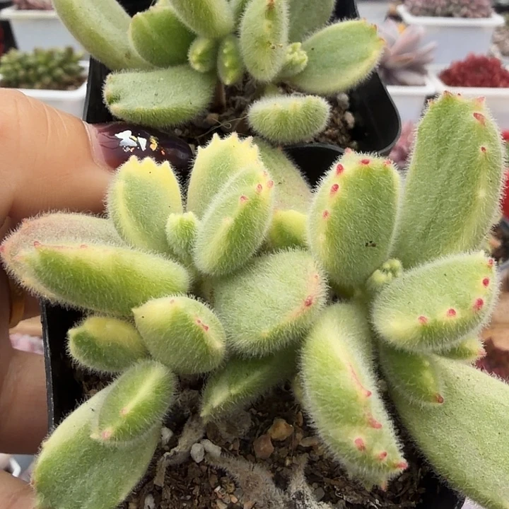 白熊两颗满12.9包邮