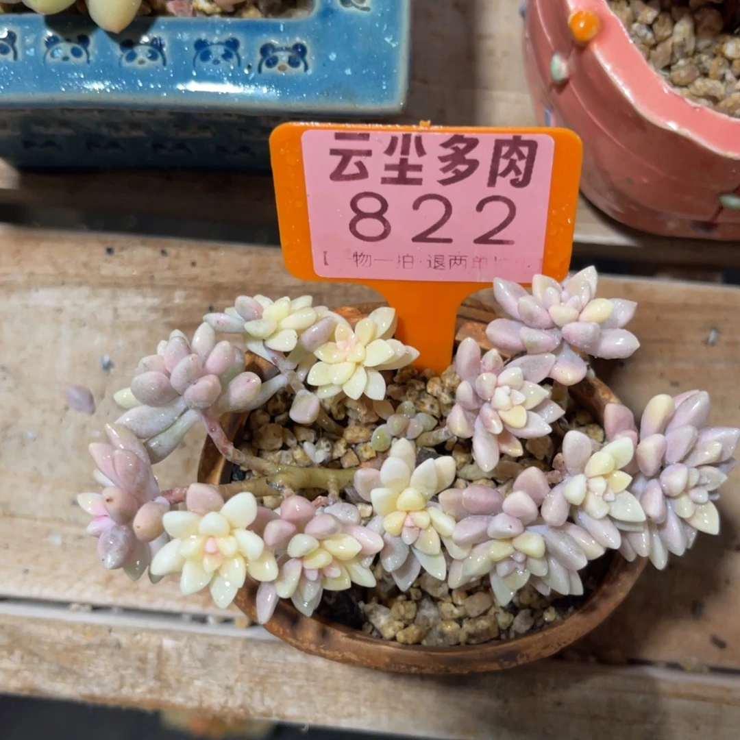 云尘多肉一物一拍822不含盆，
