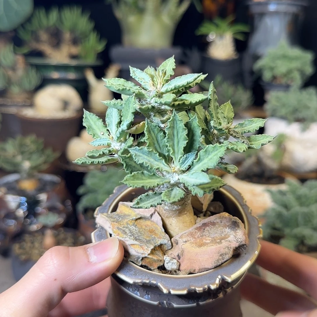 一物一拍图拉大戟290