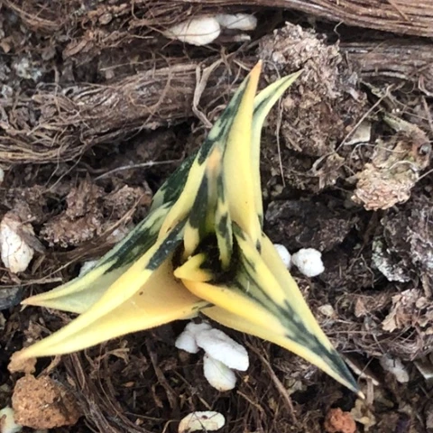 龙城锦脱盆发货哈哈哈