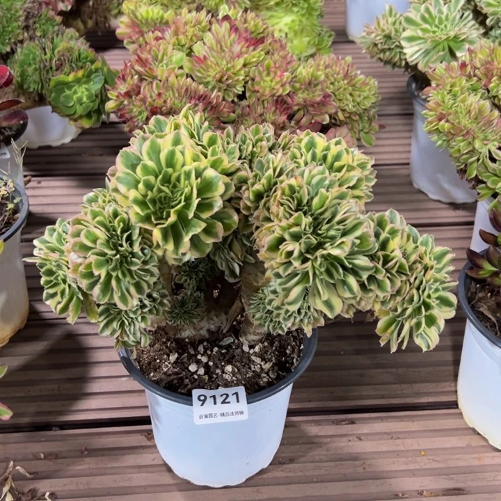 9121迈巴赫缀化老桩