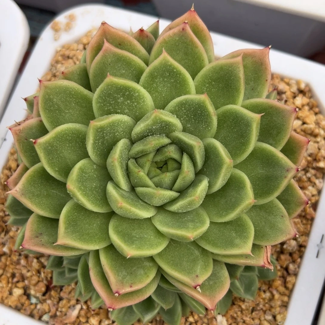 多肉植物一物一拍084