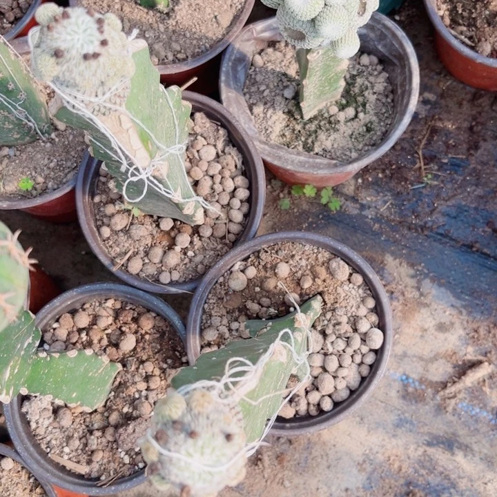 前*爷四个精巧丸子三角嫁接