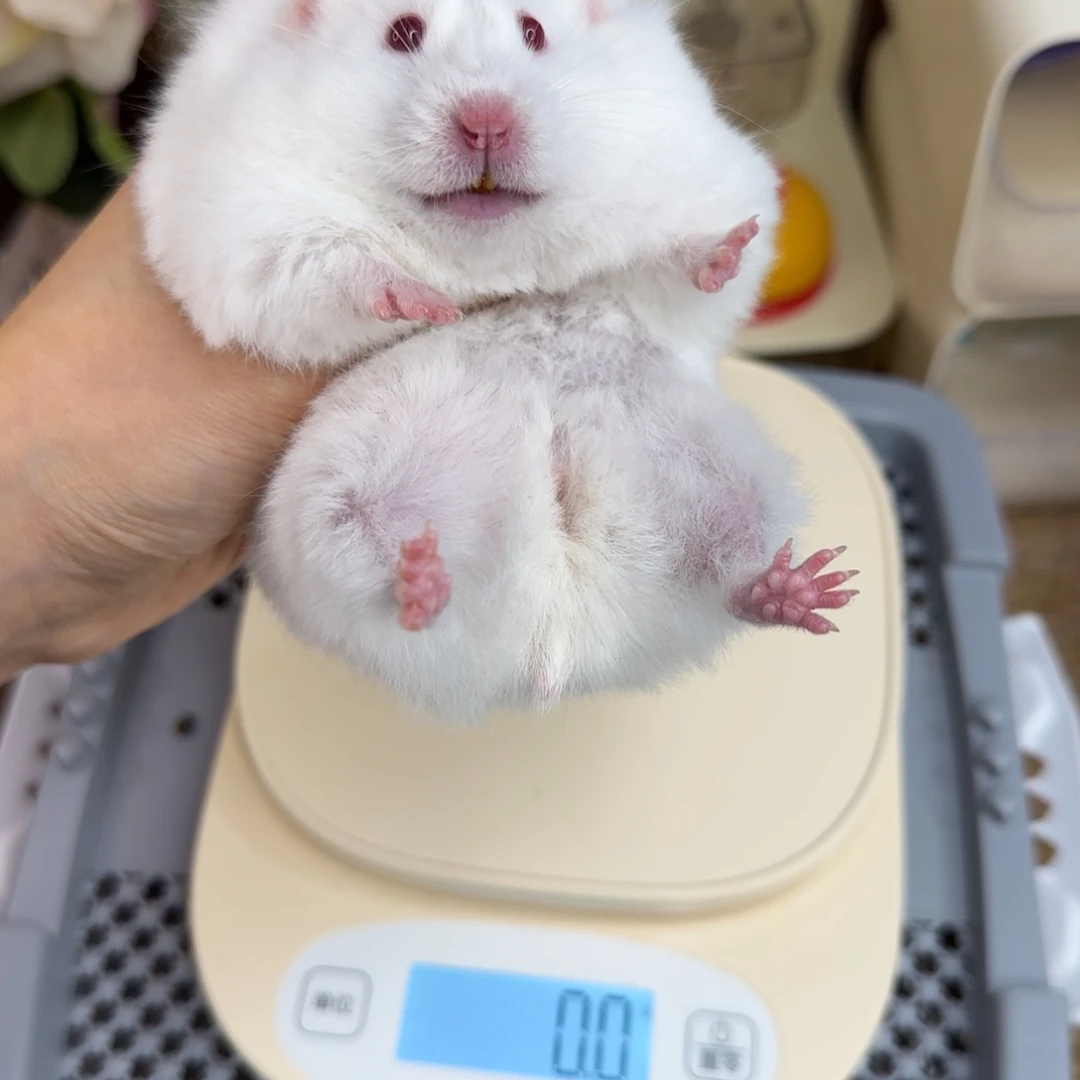 象牙白妹妹188g8个月