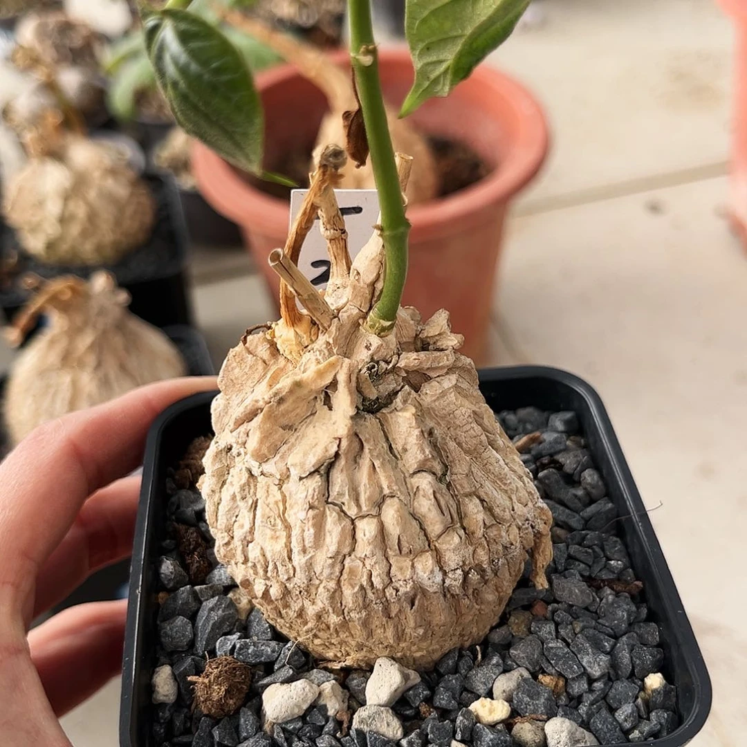 潮流植物龟甲萝魔