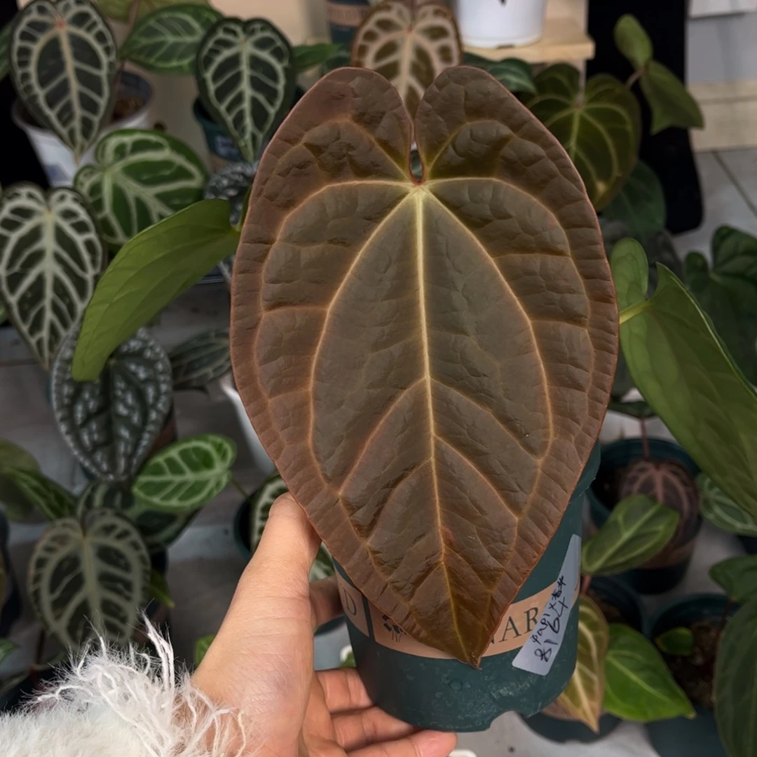 无花朵027 papi 杂奢华