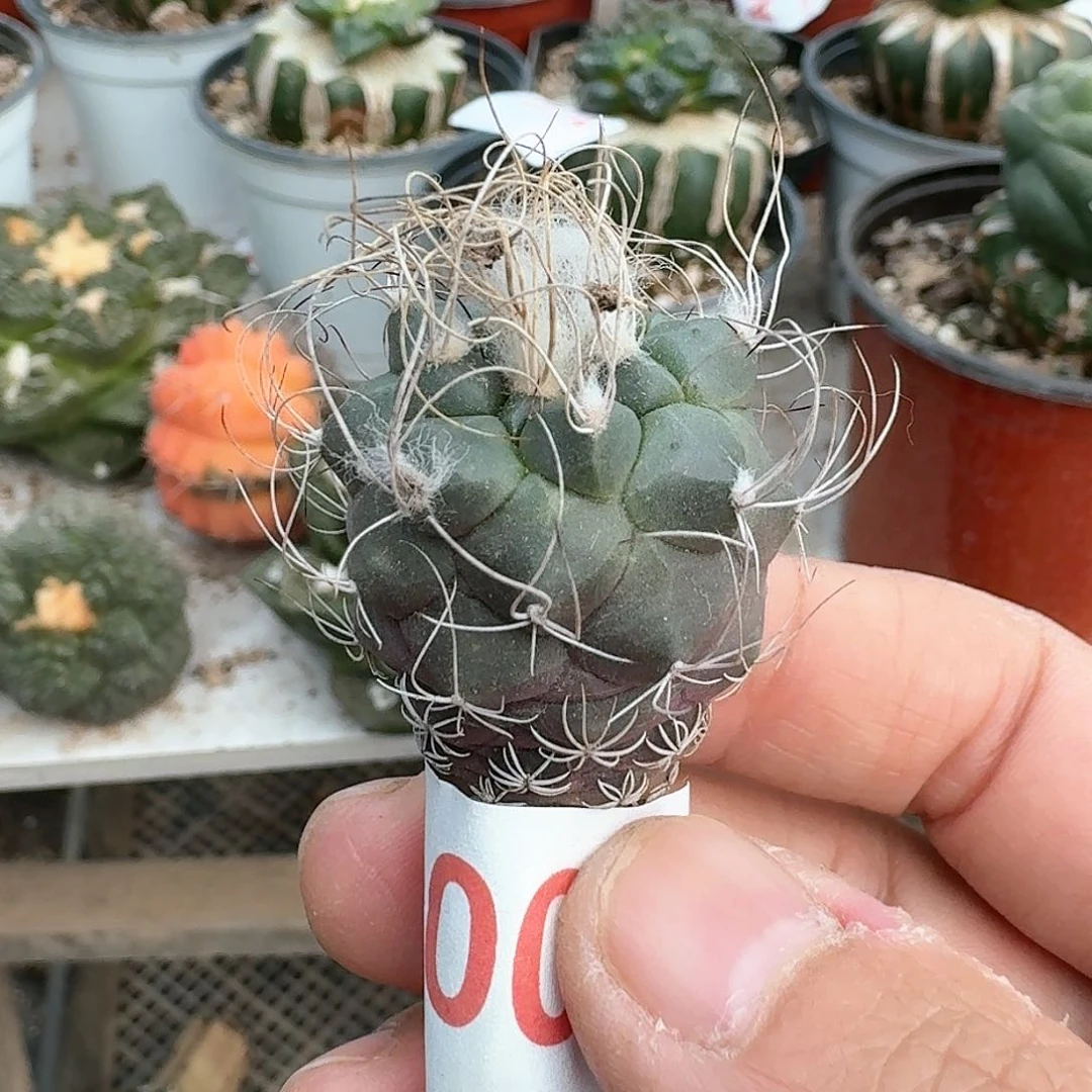 【闪购商品】实生娇丽