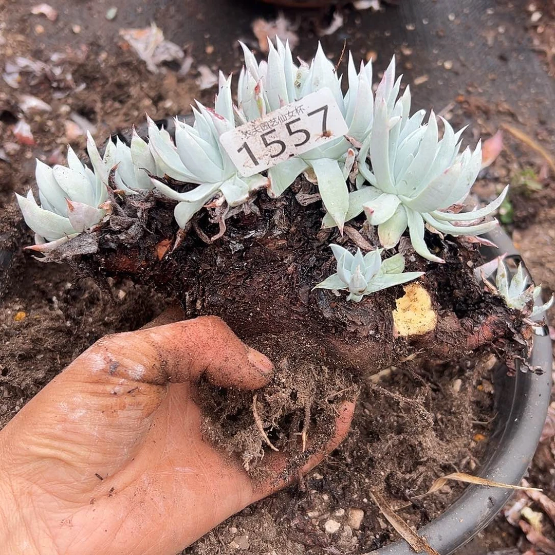 @***莲白衣圣徒仙女杯多肉。