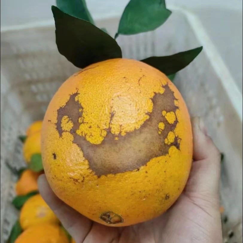 赣南脐橙有疤果溃疡果大中小随机装九省包不做任何售后 含箱10斤