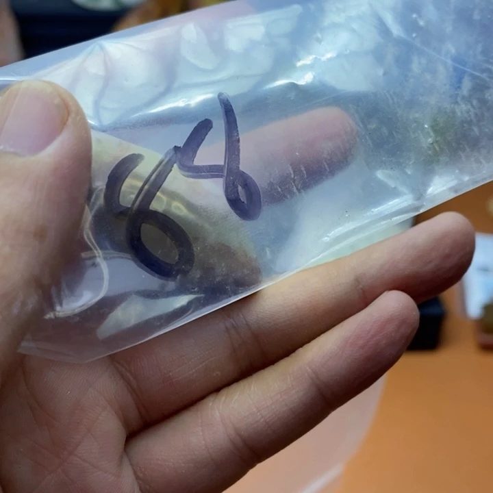 蓝*vu fy dy cu cu vu vu vu v