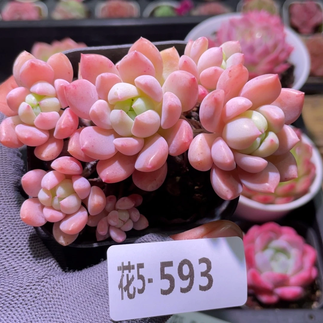 花利美5-593洛丽塔