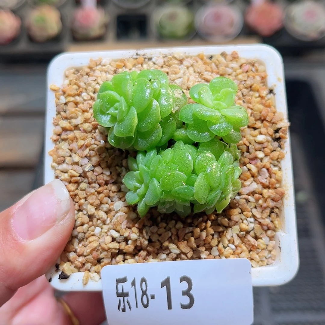 木乐18-13麦秆群不包整